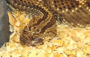 world of reptiles