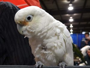 world of birds