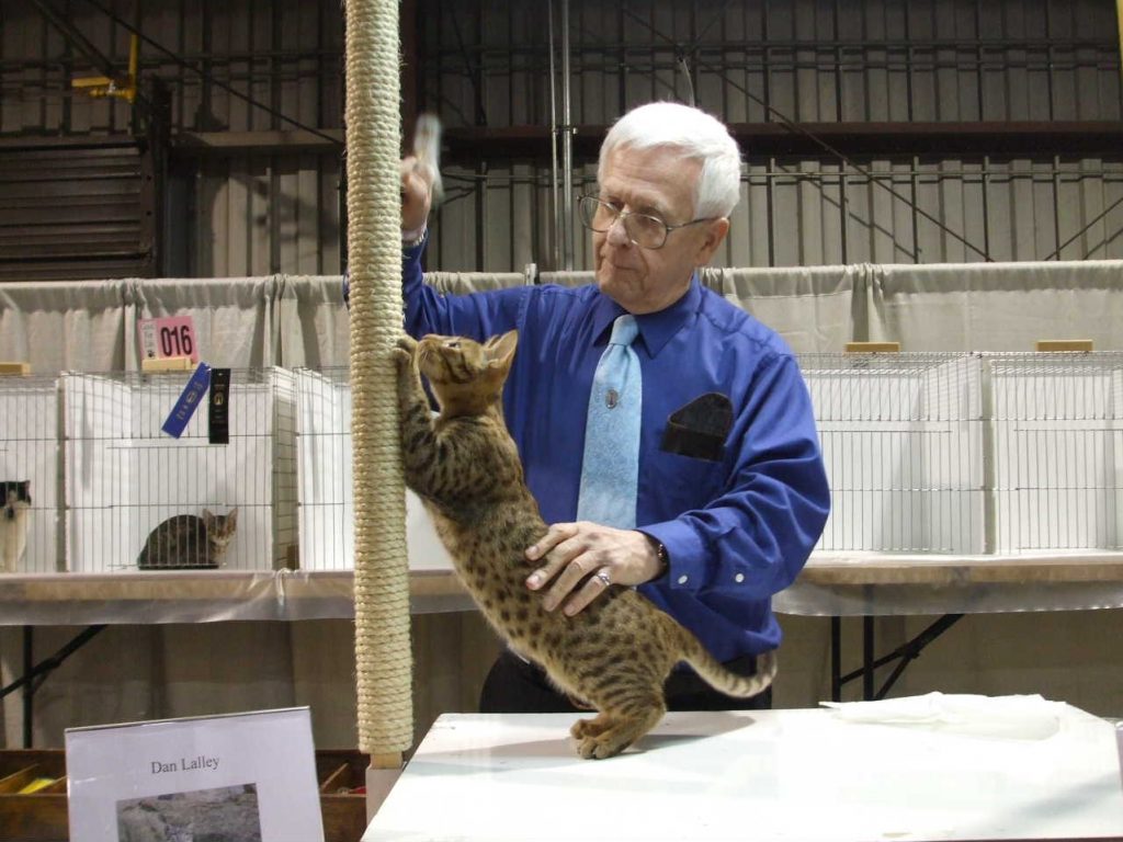 cat-show-judging-bengal