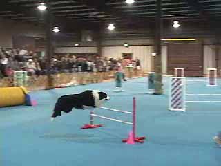 agility-1