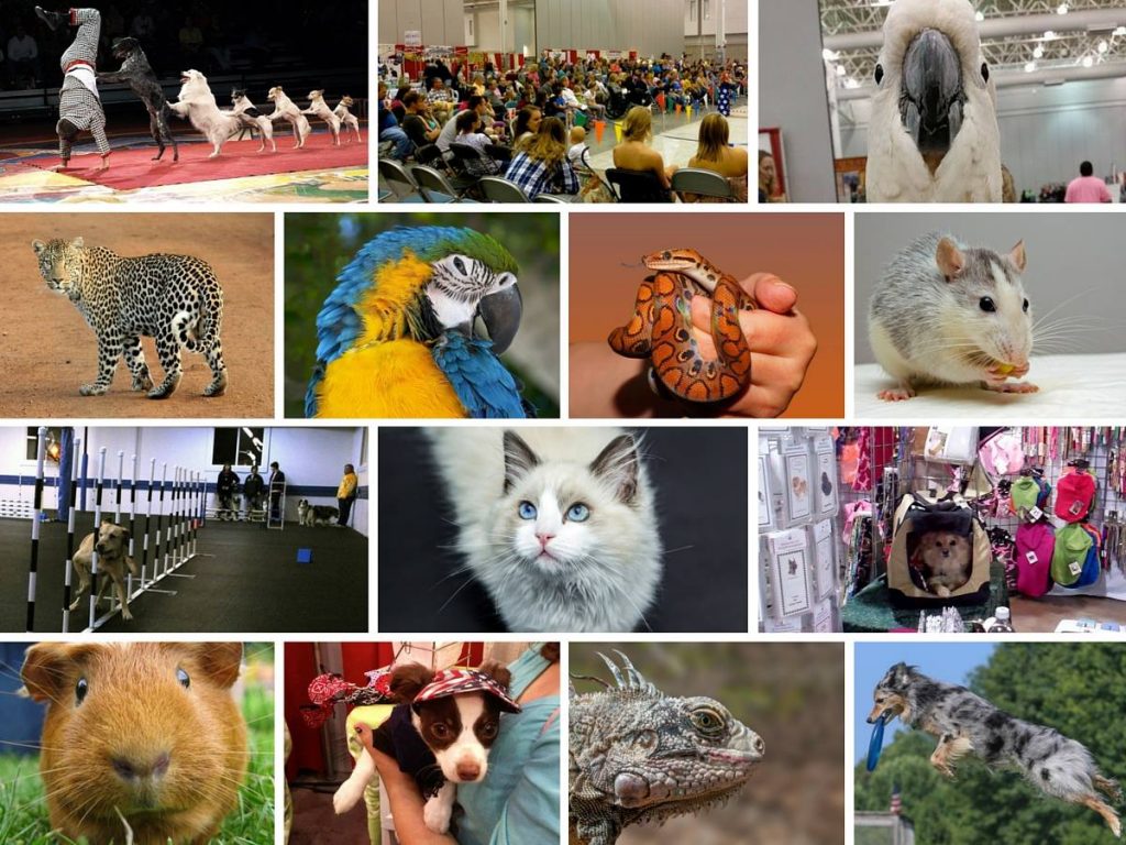 World of Pets Expo A Family Event for Pet Lovers