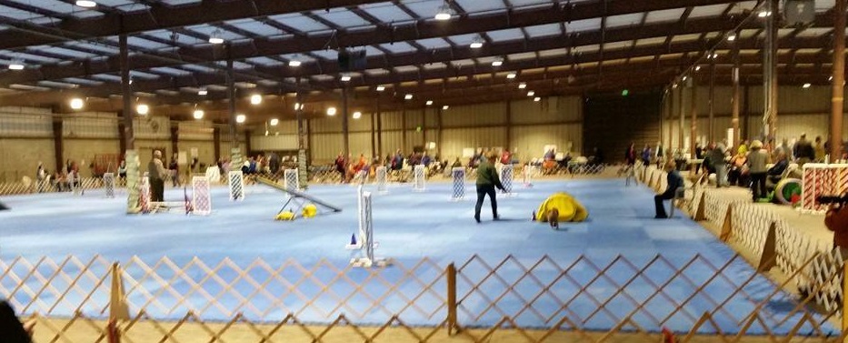 dog-agility-nov