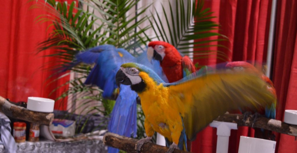 parrots