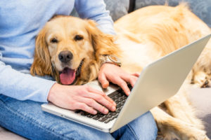 dog on lap