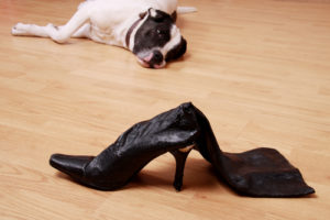 dog shoe