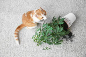 pets in home