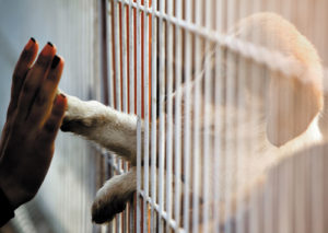 right time to adopt pet